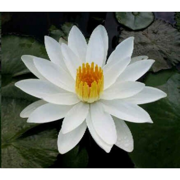 Graines Nymphaea Juno (Graines Lotus Blanc)