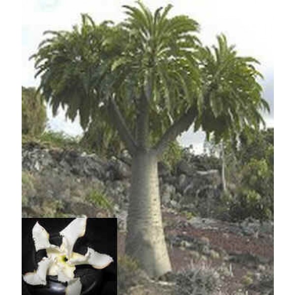 Graines Pachypodium Rutenbergianum (Graines Pachypodium)