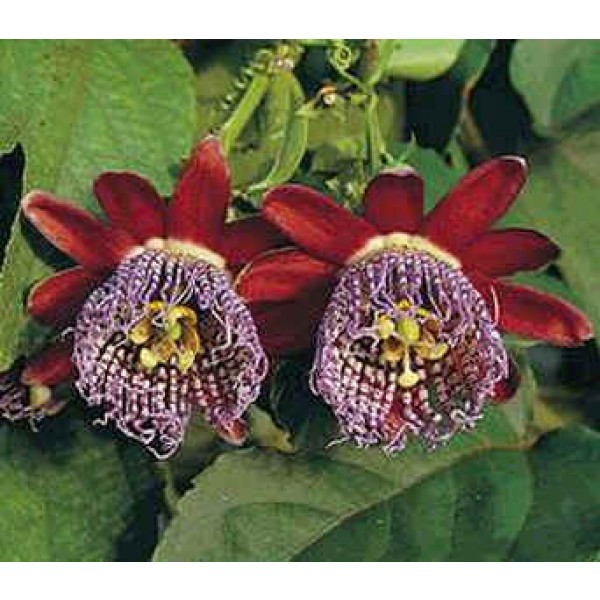 Graines Passiflora Alata (Grenadille Sauvage)