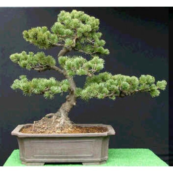 Graines Pinus Armandii (Graines Pin Armand)