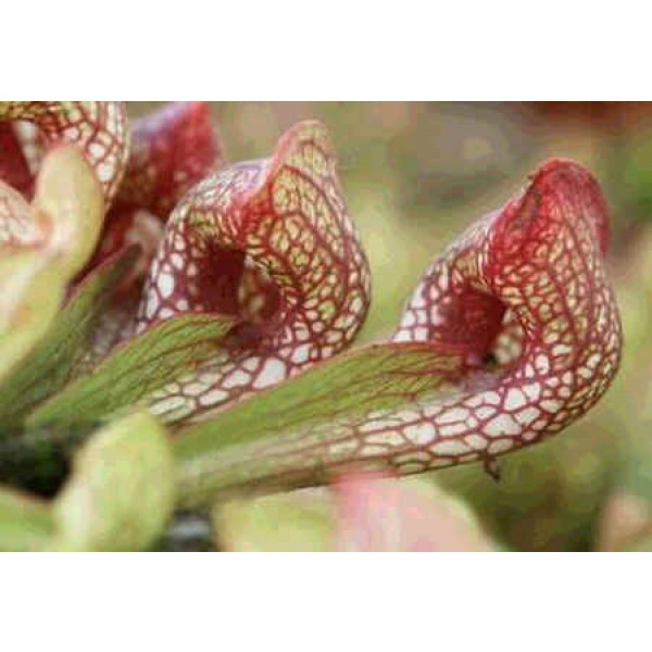 Graines Sarracenia Psittacina (Plante Carnivore Perroquet)