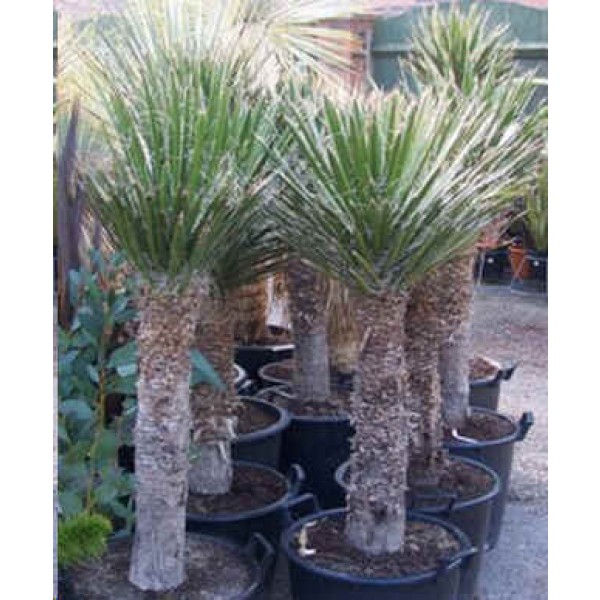 Graines Yucca Filifera (Graines Palmier de Saint Pierre)