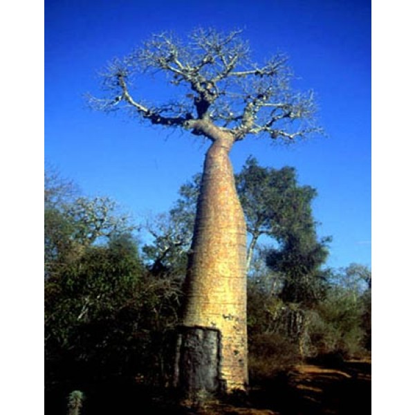Graines Adansonia Suarezensis (Graines Baobab)