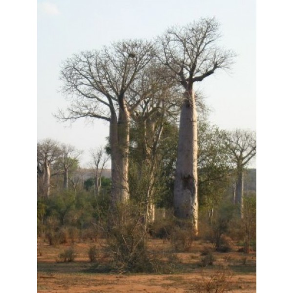 Graines Adansonia Za (Graines Baobab Za)