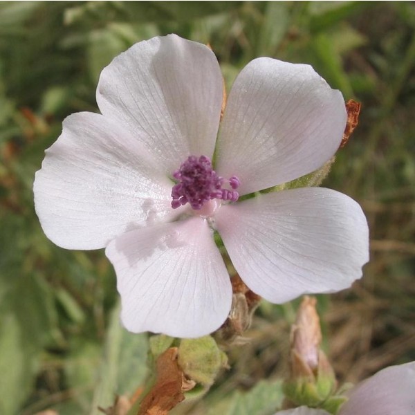 Althaea Officinalis (Guimauve officinale) - Fleur