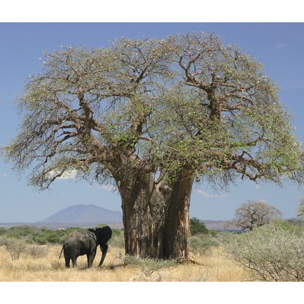 Graines Adansonia Digitata (Graines Baobab)