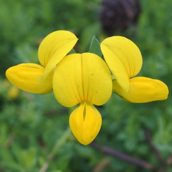 Graines Lotier Corniculé (Lotus corniculatus)