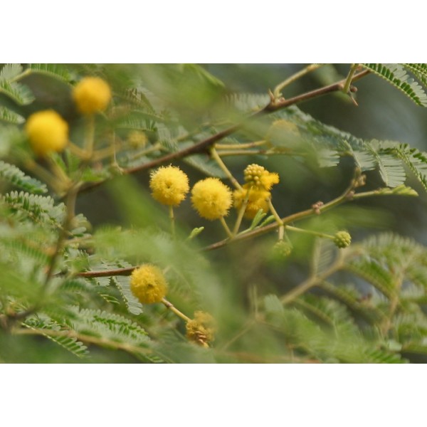 Graines Acacia Nilotica (Acacia arabica, Gommier Rouge)
