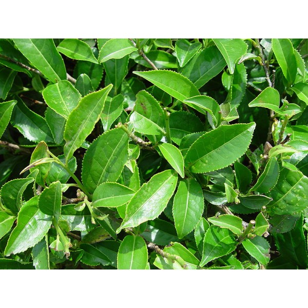 Camellia Sinensis - Tea
