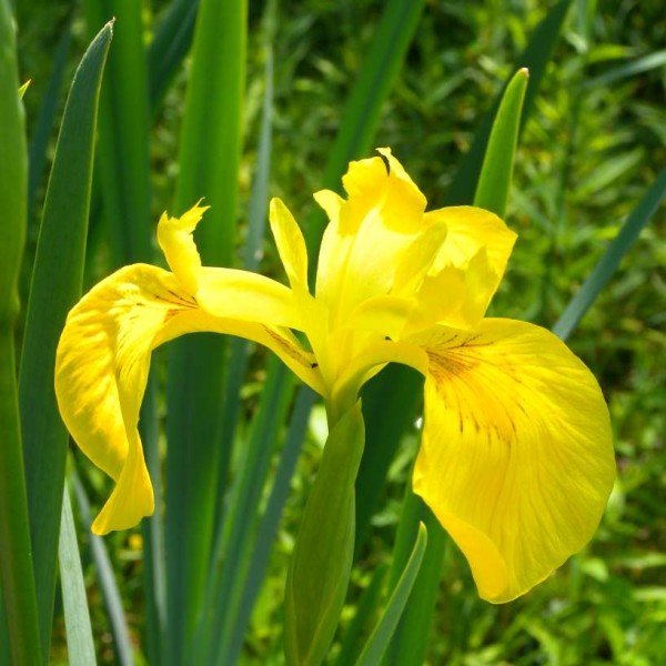 Graines Iris Pseudacorus  (Iris des Marais, Iris Jaune)