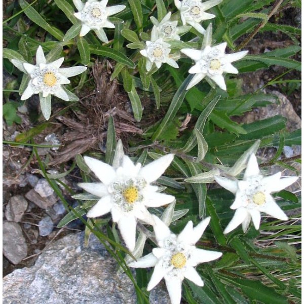 Graines Leontopodium Alpinum (Graines Edelweiss)