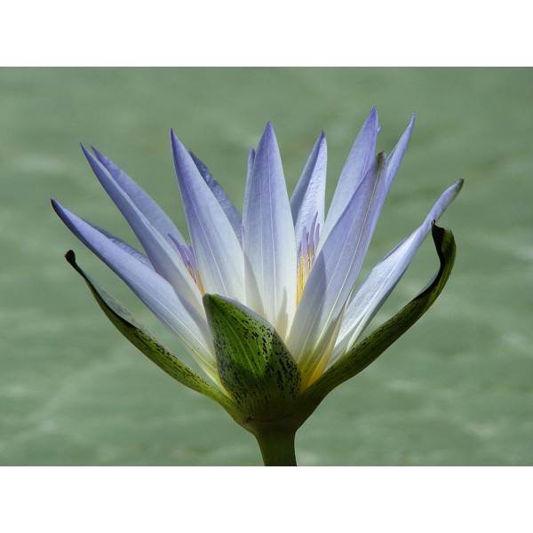 Graines Nymphaea Caerulea (Graines Lotus Bleu)