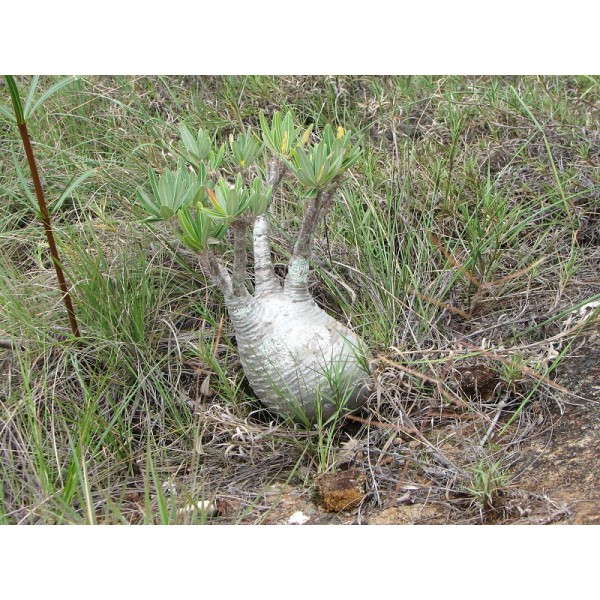 Graines Pachypodium Rosulatum (Graines Pachypodium)