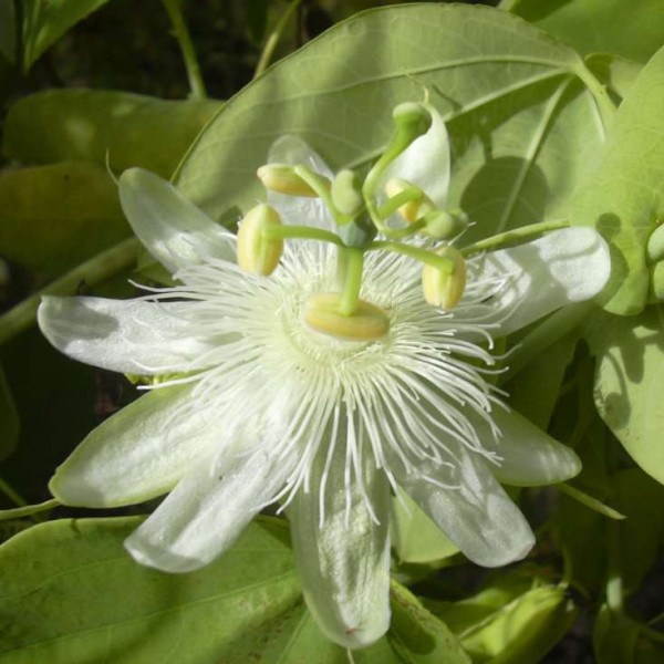 Graines Passiflora Coriacea (Passiflore aux Ailes de ChauveSouris)