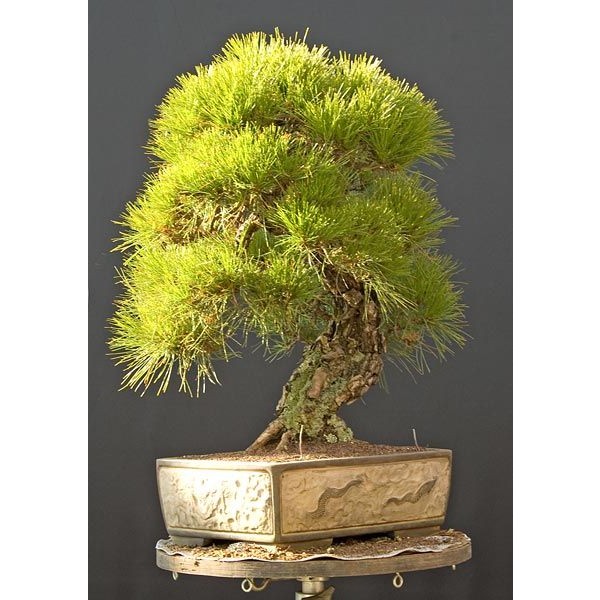 Pinus Densiflora ( Pin Rouge du Japon )