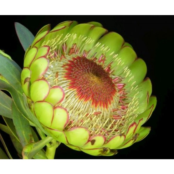 Protea Sulphurea 