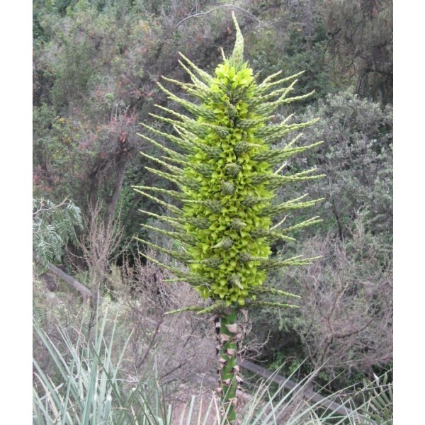 Puya Chilensis