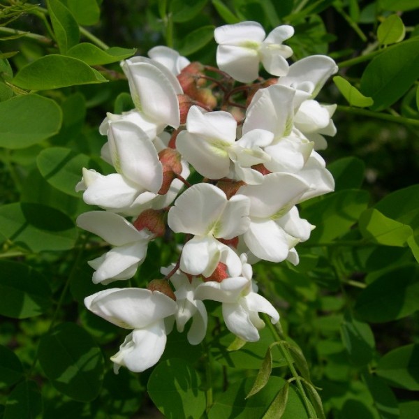 Fleurs Robinia Pseudoacacia (Robinier Faux-Acacia)