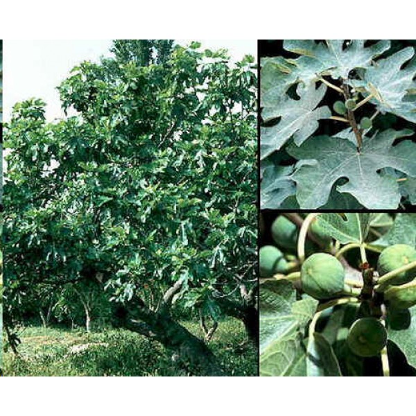 Graines Ficus carica 'Noir BOURSE" 100