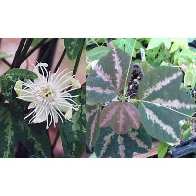 PASSIFLORA SPHAEROCARPA - 10 Seeds - Foto 8