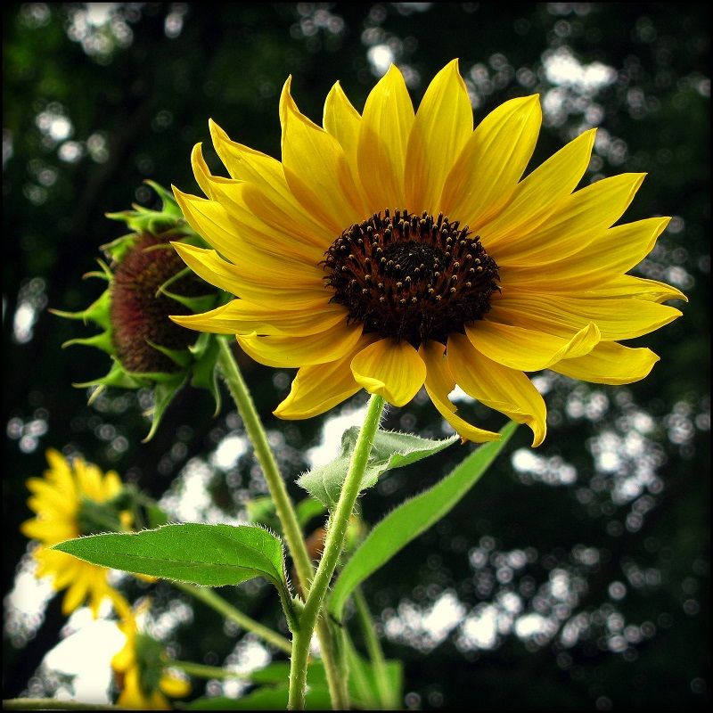 Helianthus Pastel Babies Seeds (Sunflower Seeds)