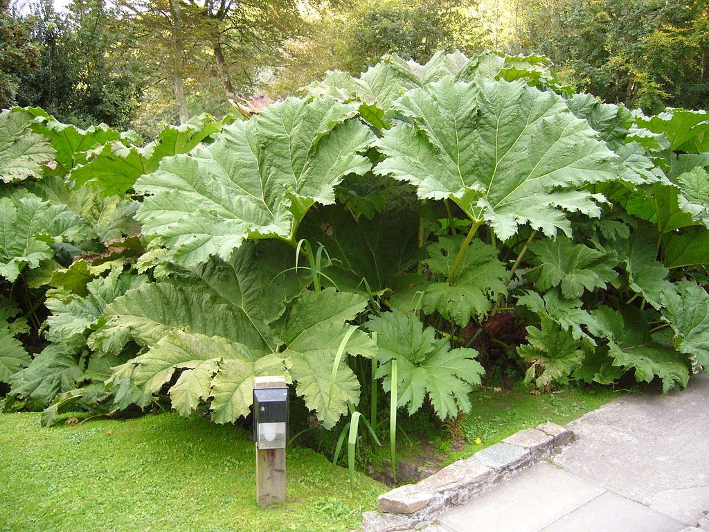 Graines Gunnera Manicata (Graines Rhubarbe Géante)