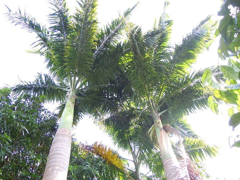 Roystonea Oleracea Seeds (Roystonea Caribaea Seeds, Caribbean Royal Palm Seeds)