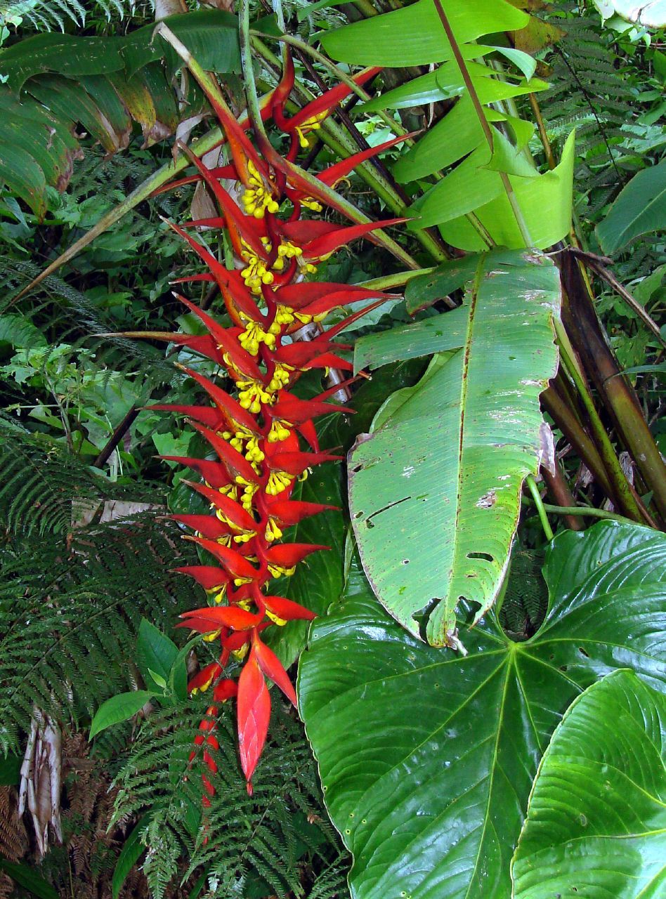 Graines Heliconia Dielsiana