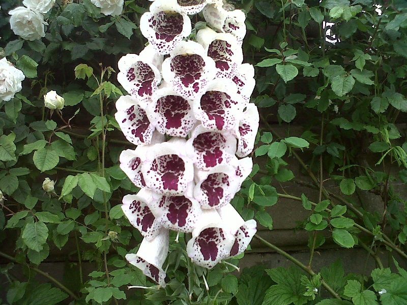 Digitalis Purpurea Elsie Kelsey Seeds (Digitalis Seeds)