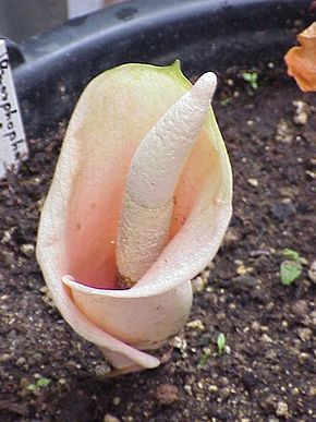 Graines Amorphophallus Bulbifer