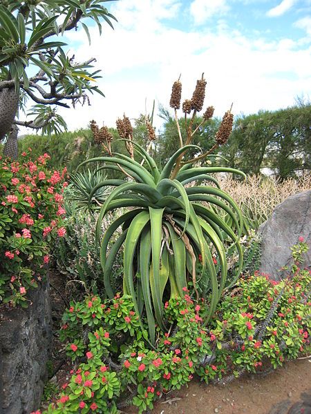 Aloe Vaombe Seeds (Madagascar or Malagasy Tree Aloe Seeds)