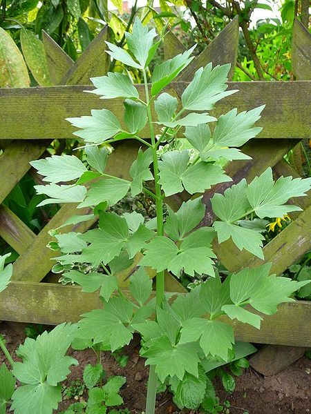 Lovage Seeds (Levisticum officinale)