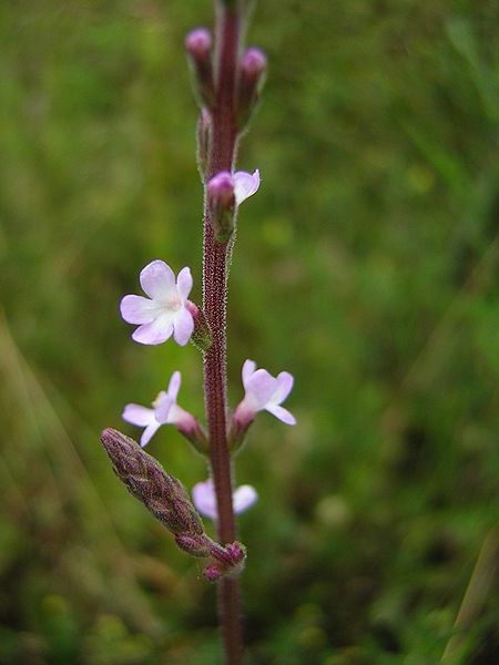 Graines Verveine officinale