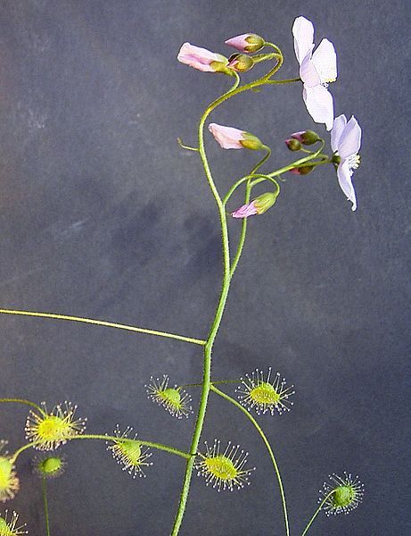 Graines Drosera Macrantha