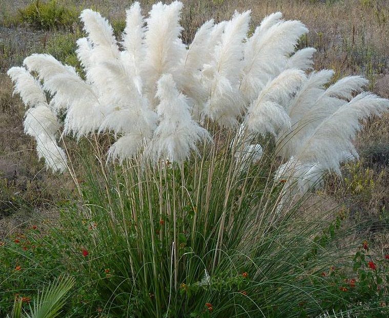 Cortaderia Selloana White Seeds (White Pampas Grass Seeds)