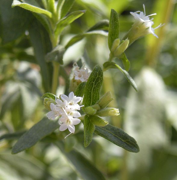 Stevia rebaudiana Seeds