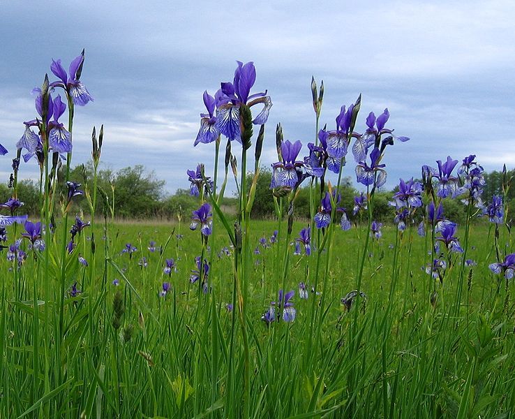 Iris Sibirica Hybrids Mix Seeds (Siberian Iris Seeds)