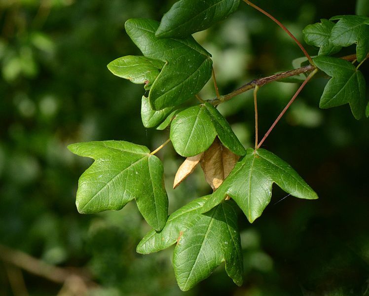 Graines Acer Monspessulanum (Graines Érable de Montpellier)