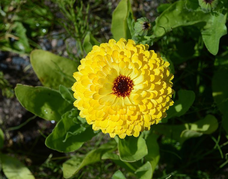 Graines de Souci (Calendula Officinalis)