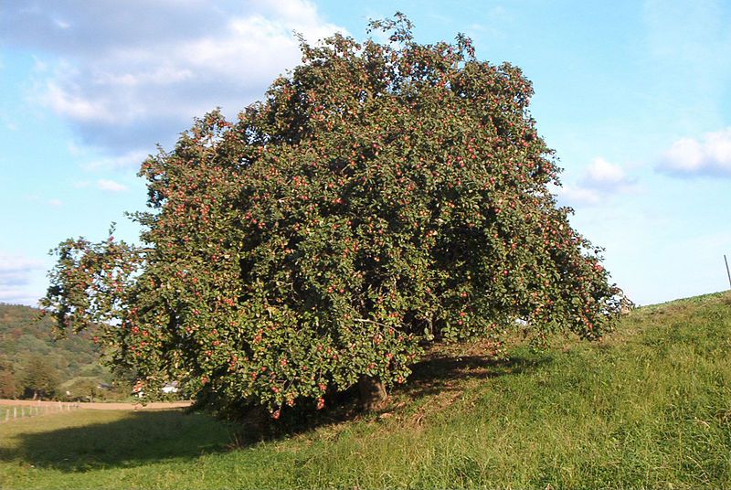 Graines Malus Domestica ( Pommier Commun)