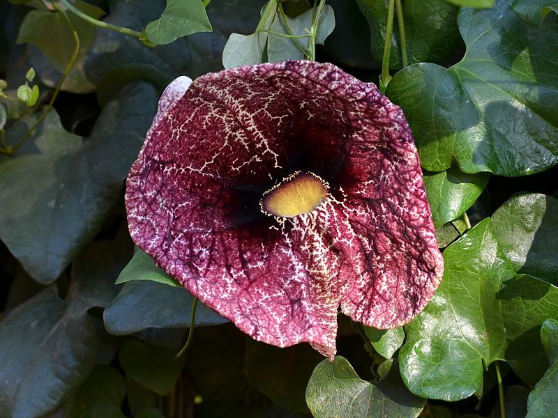 Aristolochia Elegans Seeds (Aristolochia Littoralis Seeds, Dutchman's Pipe, Calico Flower Seeds)