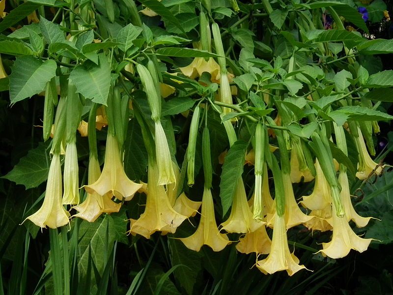 Graines Brugmansia Jaune (Trompettes des Anges Jaune)