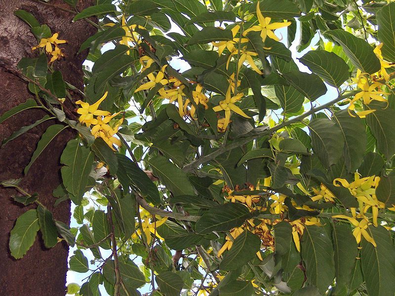 Artabotrys Odoratissimus Seeds (Ylang Ylang Vine Seeds)