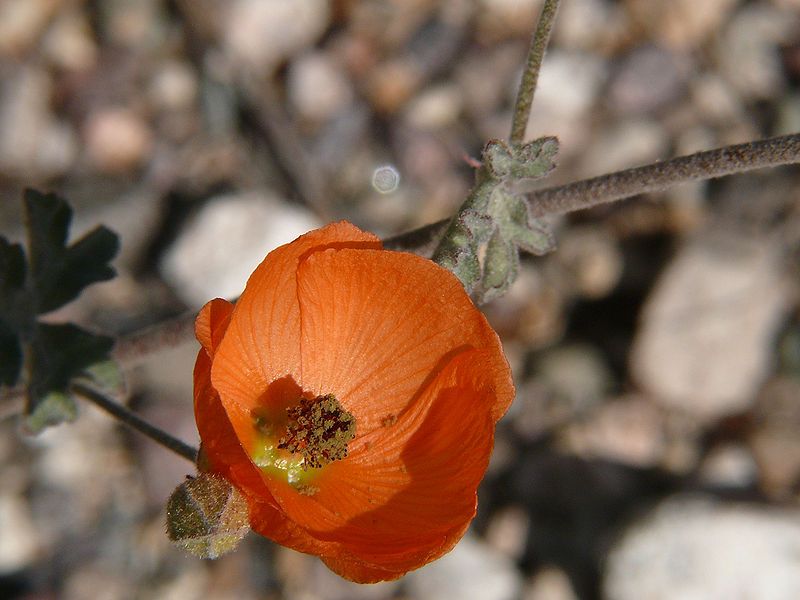 Desert Globemallow Seeds (Sphaeralcea ambigua)