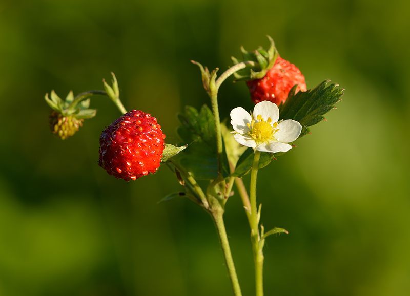 2000 Seeds White Perpetual Strawberry Four Seasons Strawberry Seeds for Planting 