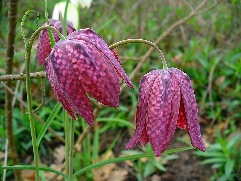 Fritillaria Meleagris Seeds (Snake's Head Fritillary, Checkered Lily Seeds)