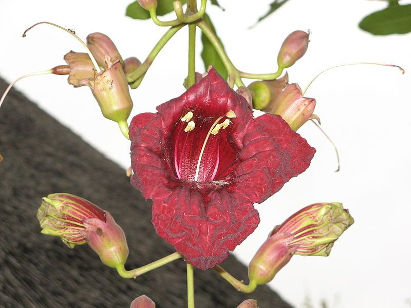 Graines Kigelia Pinnata (Graines Arbre Saucisson)