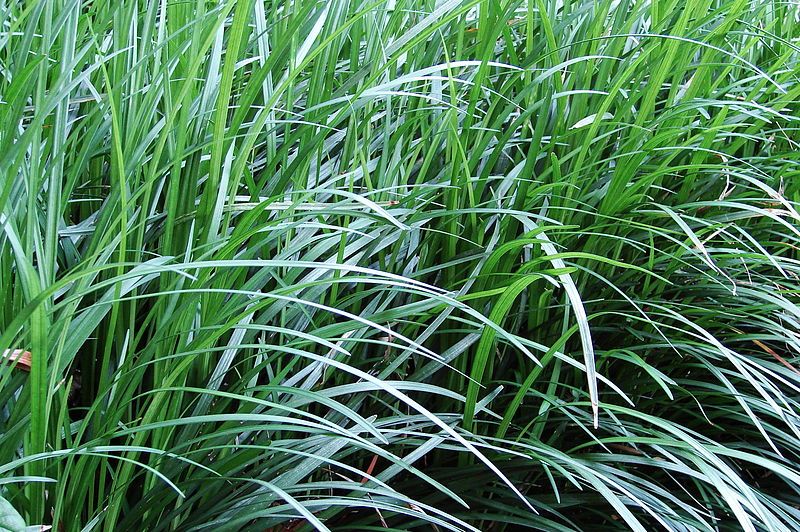 Aztec Grass Seeds (Ophiopogon Intermedius)