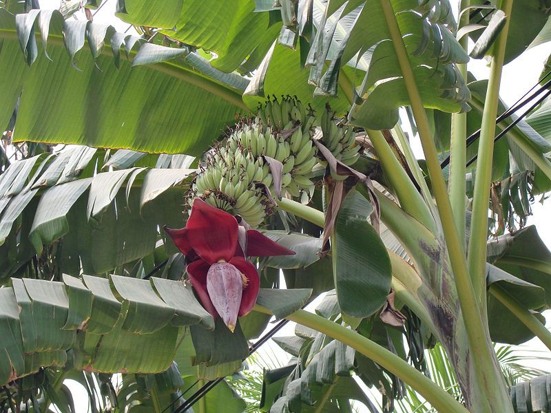Musa Acuminata Seeds (Wild Dwarf Cavendish Banana Seeds)