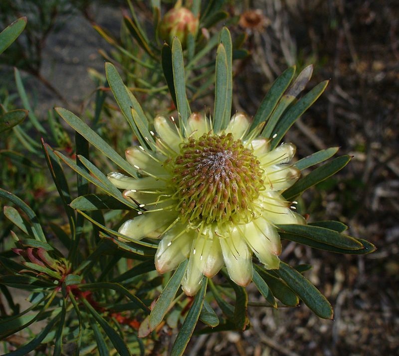 Graines Protea Scolymocephala